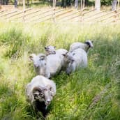 Pentalan saariistomuseossa laiduntaa lampaita.