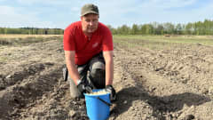 Kuvassa on valkosipulin viljelijä Antti Hirvonen istuttamassa valkosipulin kynsiä maahan. 