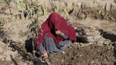 Nainen pellolla Afganistanissa.