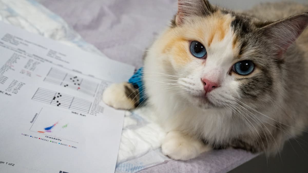 yleiskuva - Ruusu -niminen ragdoll-kissa esittelee paperilta veriarvojaan eläinsairaalan hoitopöydällä.
