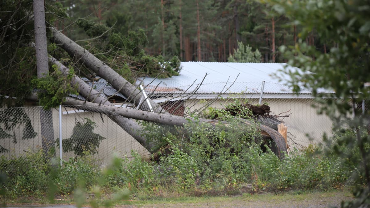 Kaatunut puu Reposaaren urheilukentän huoltorakennuksen päällä.