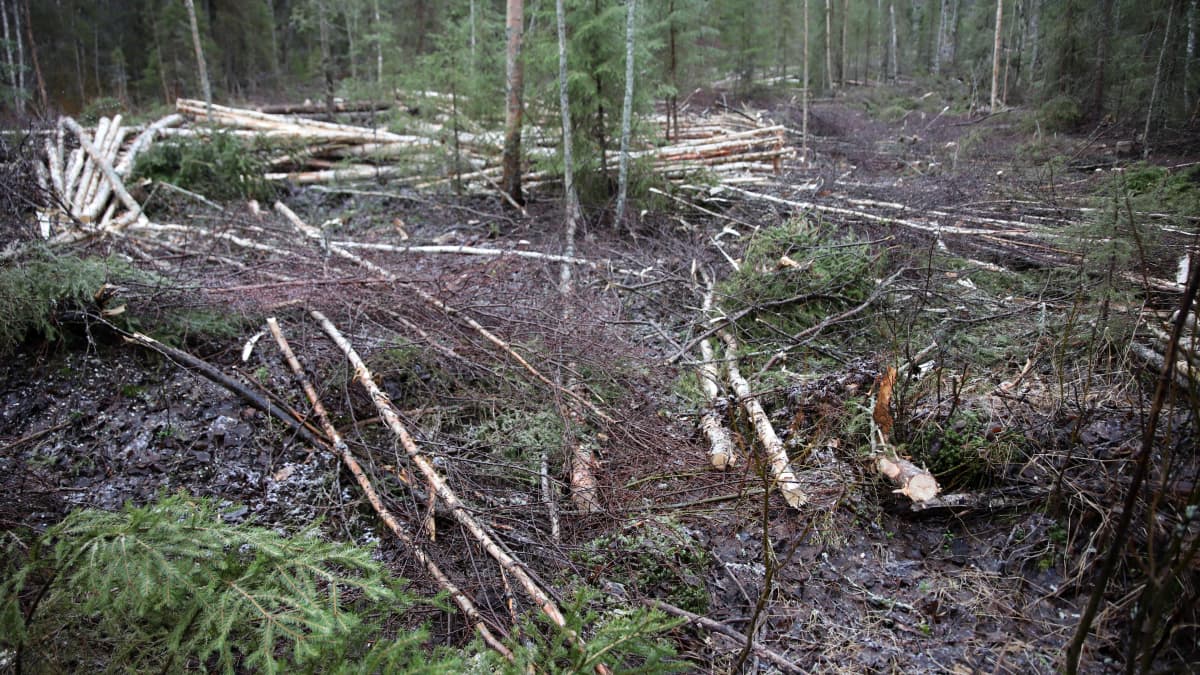 hakattua metsää ja risupeittoa