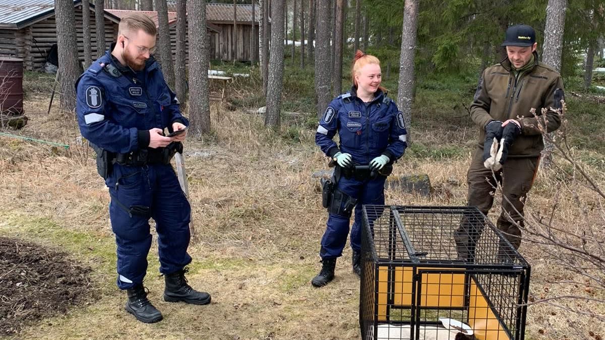 Orpo karhunpentu odottaa häkissä kuljetusta orpokotiin