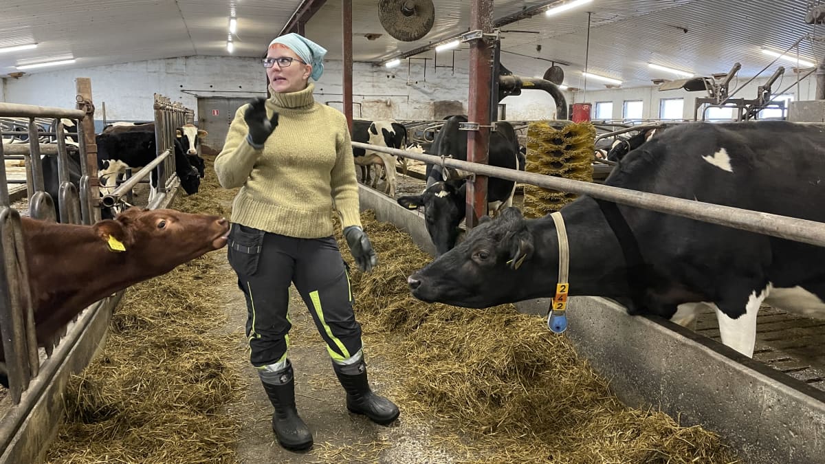 Sari Rouvinen pitää lehmiä työkavereinaan. Maitoa ja lihaa tuottava tila on Kiteen Kiteenlahdessa. 