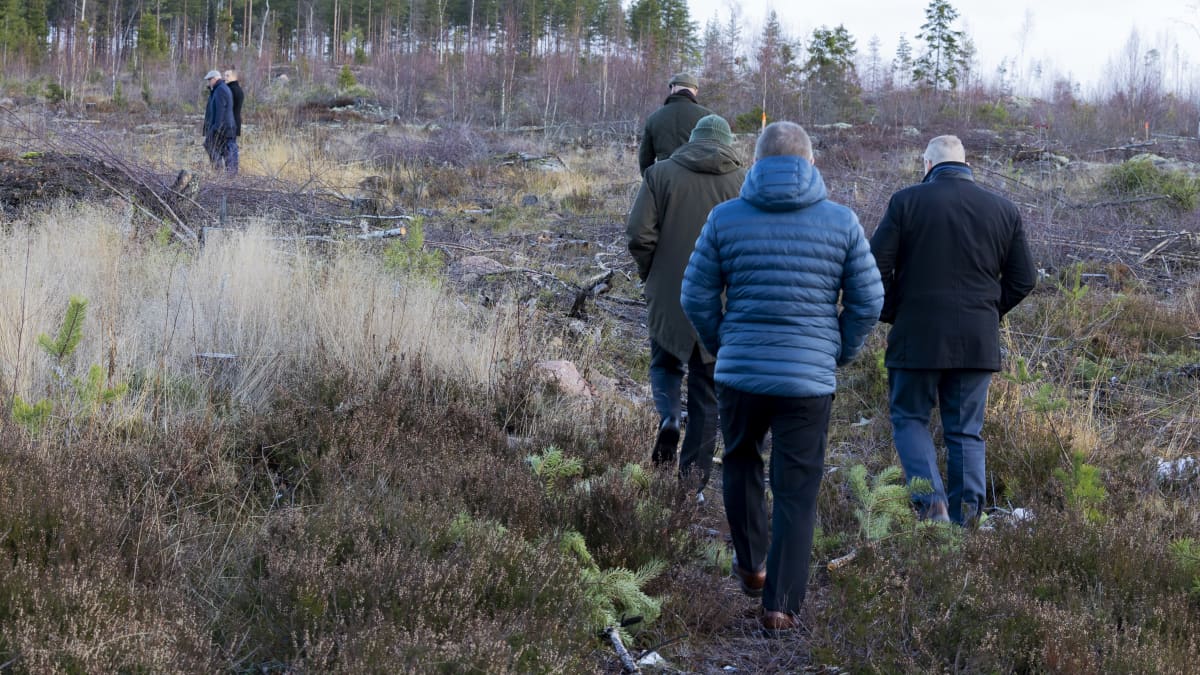 Kaupunginjohtajat sekä Cursorin ja Malmijalostuksen edustajat kävelevät Keltakalliolla tontilla, jolle tulee tehdas. Puutonta metsämaastoa, miehet kävelevät selin kameraan.
