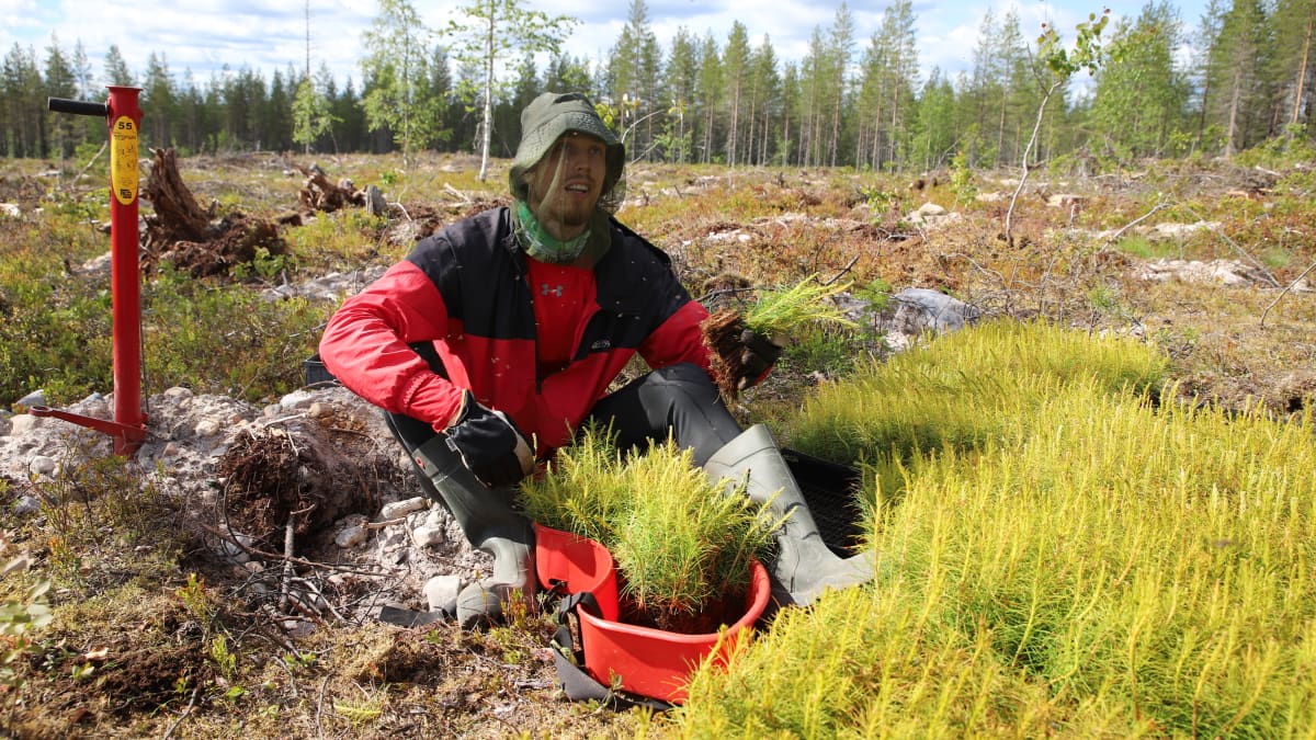 Aarni Karjalainen hakemassa lisää taimia istutettavaksi.