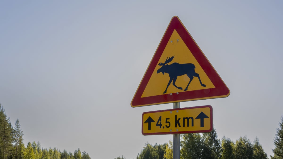 Hirvivaarasta varoittava liikennemerkki. Kyltin alla on tieto siitä, että hirviä on 4,5 kilometrin matkalla. 