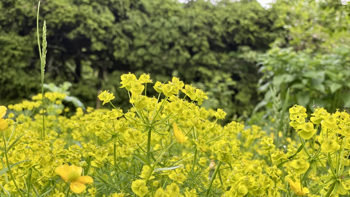 Keltaisia kukkia läheltä kuvattuna.