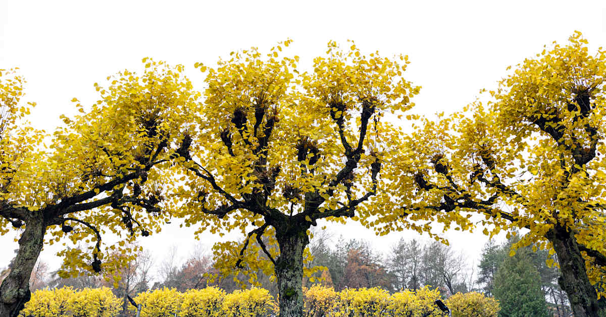 November Temperature Records Broken in Multiple Locations