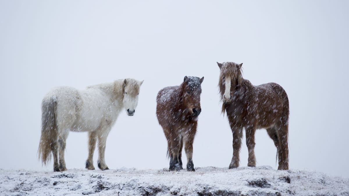 Kolme islanninhevosta seisoo lumituiskussa valkoisne maiseman keskellä. Yksi hevosista on valkoinen ja ruskeita. 