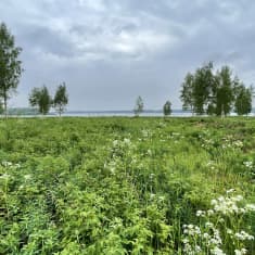 Ennallistettavaa ketoa Kemin Sotisaaressa.