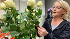 Kukkauppias Pia Tinnilä katselee valkoista ruusukimppua edessään maljakossa.
