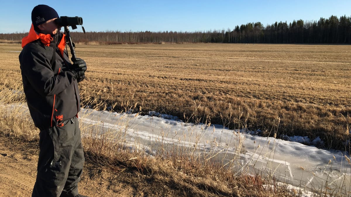 Kuvassa Juhani Hannila katsoo kiikareilla pellolla olevia joutsenia.