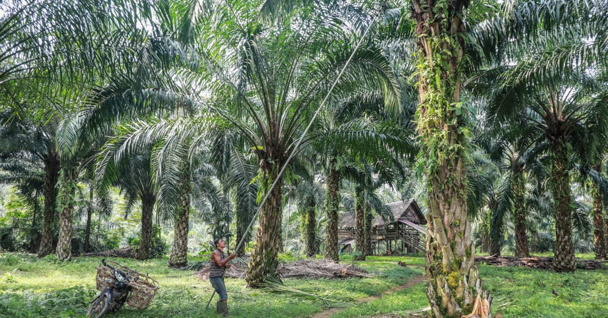 Indonesia kieltää palmuöljyn viennin – ruokaöljyjen hintoihin nousupainetta