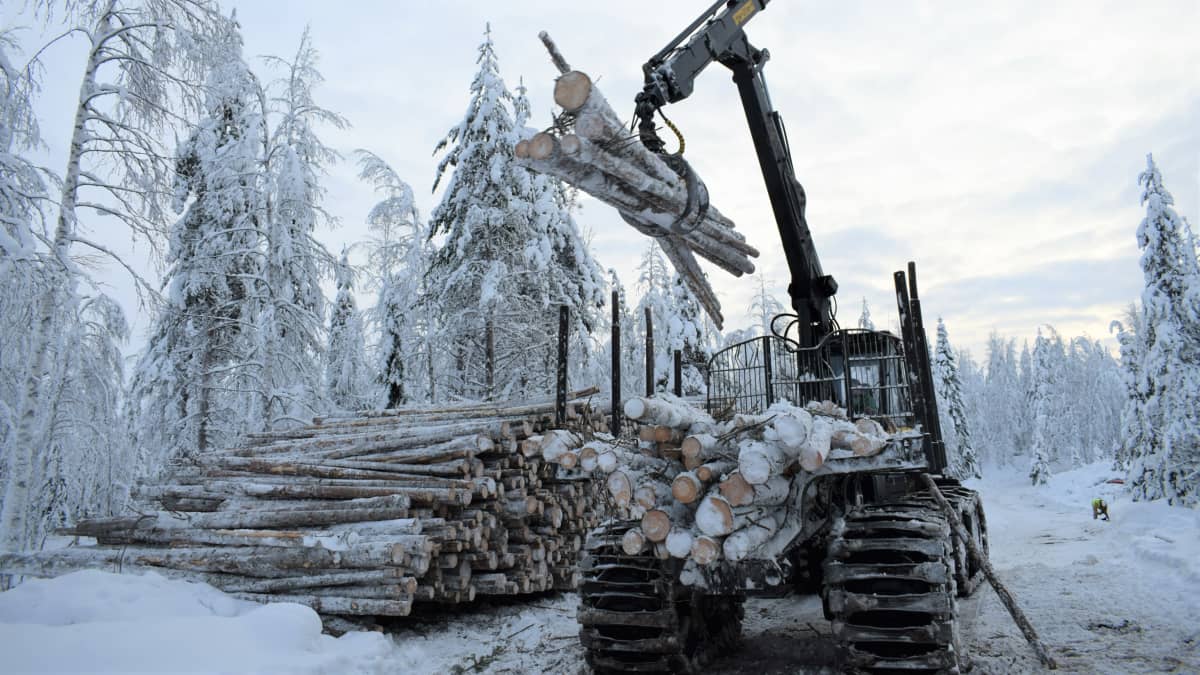 Metsätyökone siirtää puita koneesta puupinoon
