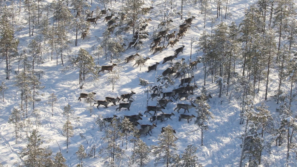 metsäpeuroja lumisessa maastossa