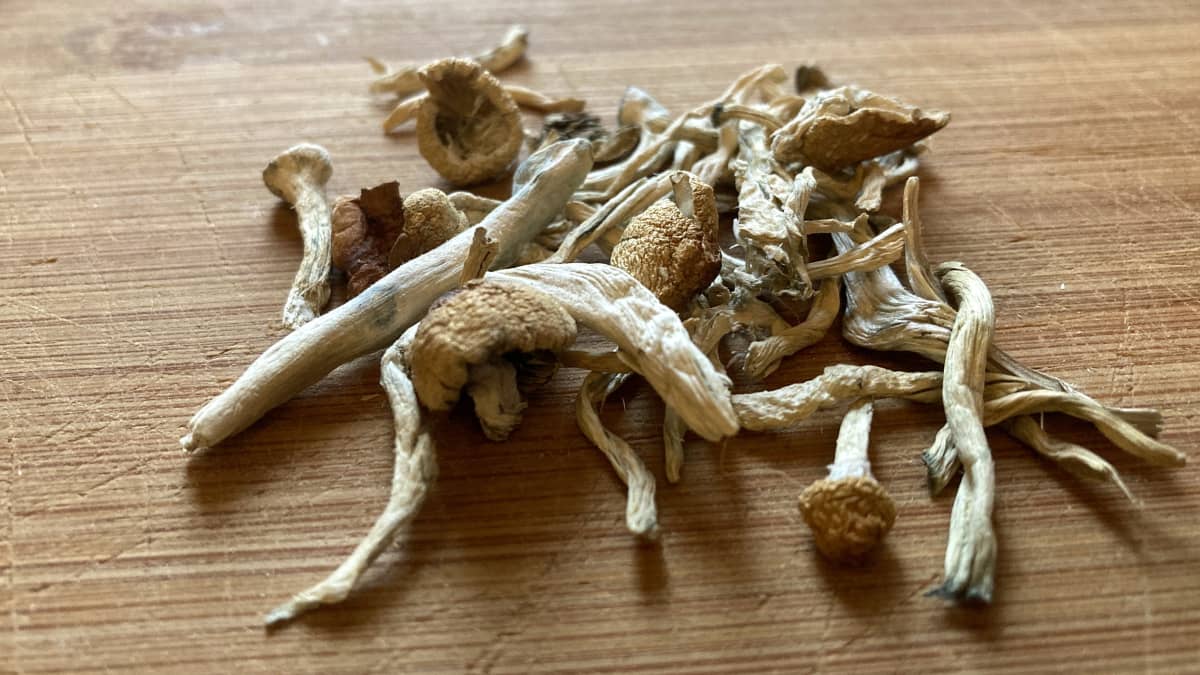 Kasa psykedeelisiä psilosybiinisieniä puisella alustalla.