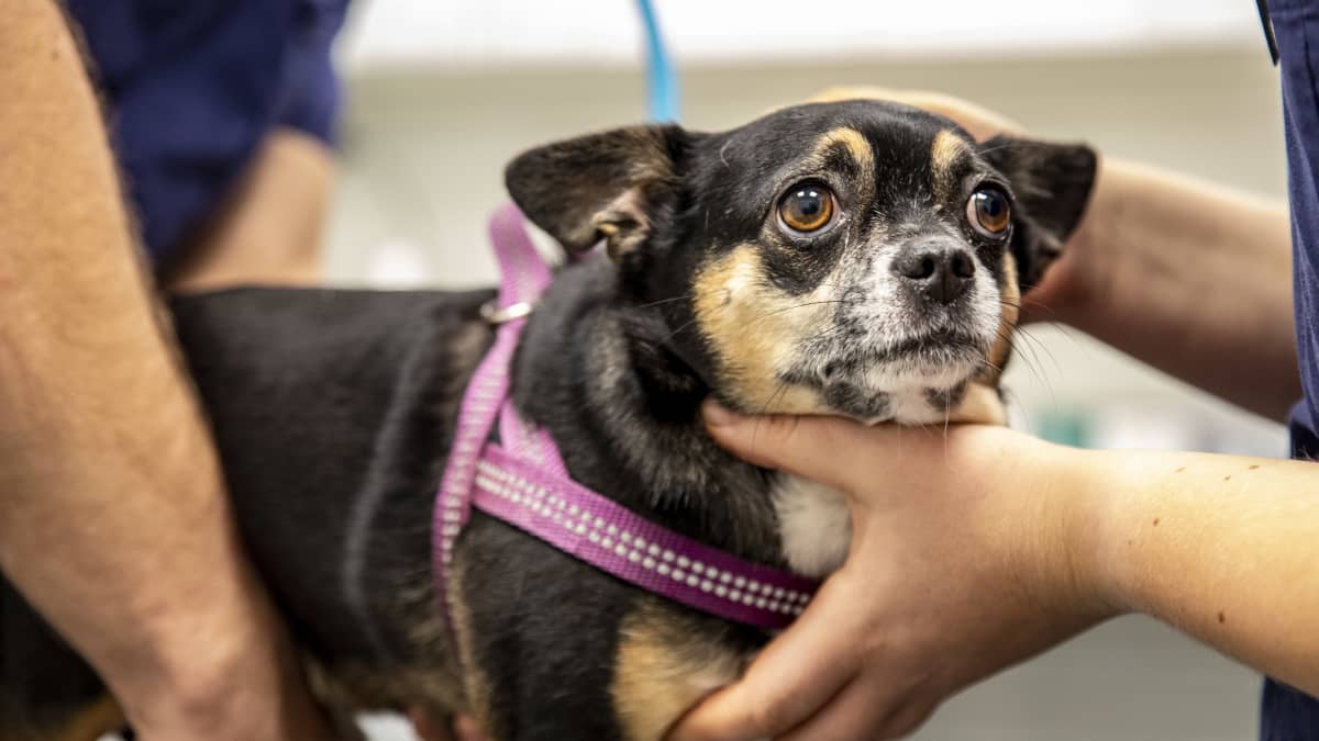 Chihuahua Topo eläinlääkärin tutkittavana.