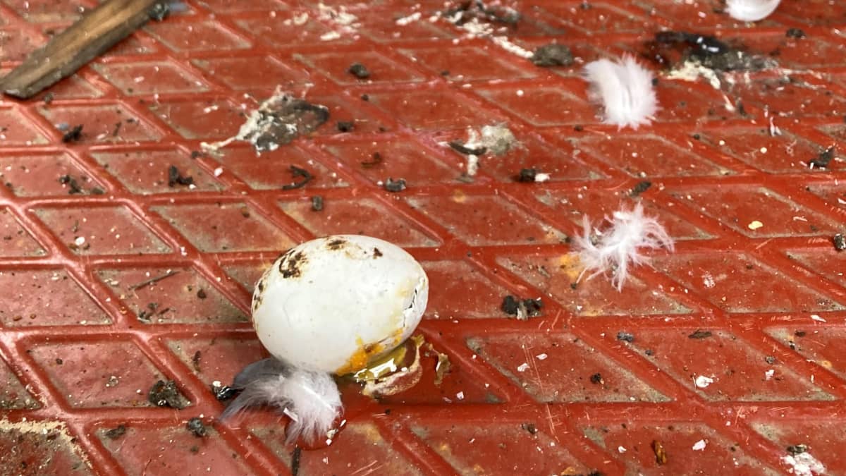 Särkynyt pulun muna haulitornin lattialla höyhenten ja jätösten seassa