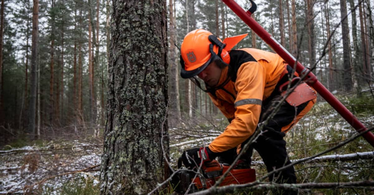 Matemaatikko ryhtyi metsuriksi ja vaalii nyt monimuotoisuutta ...