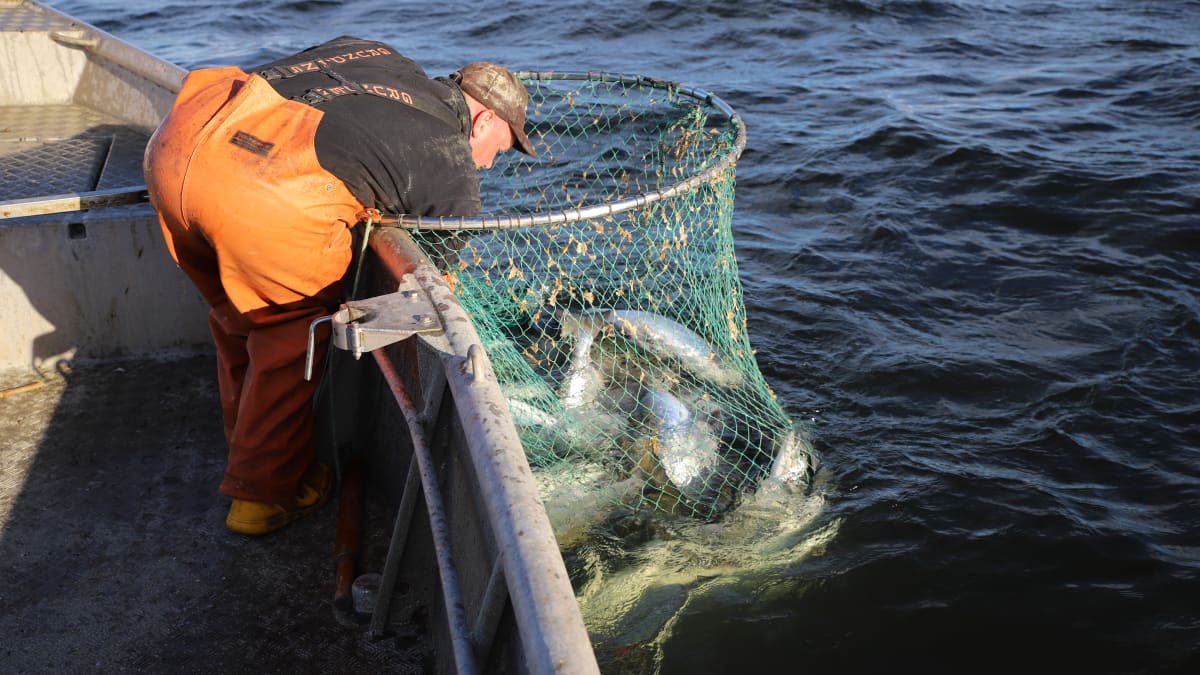 Kalastaja Mikael Lindholm kalastaa lohta Loviisan edustalla Suomenlahdella