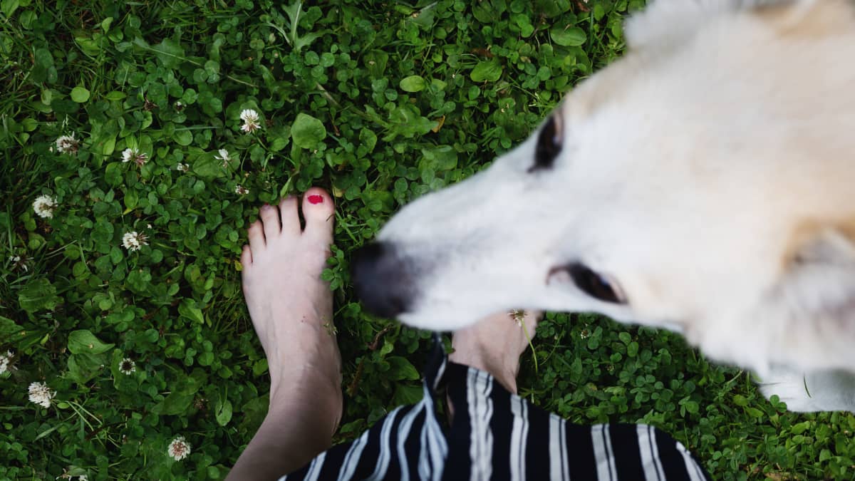 Kirjailija Marianna Kurtto saa tallustaa paljain jaloin koiramummonsa kanssa taiteilijaresidenssin nurmella.