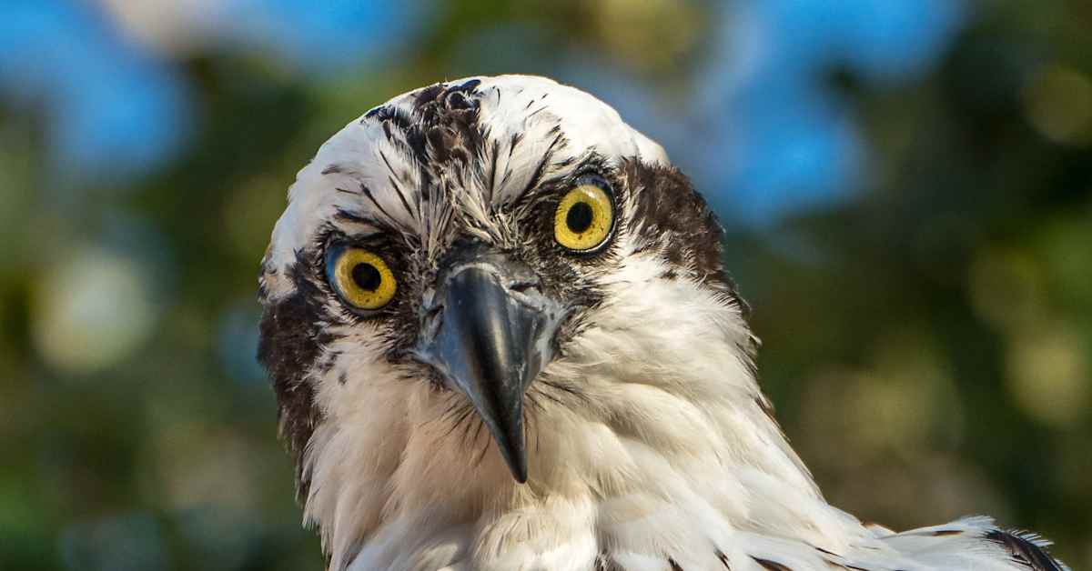 Orologio Di Precisione Svizzero | Loralie SA - Foto 8