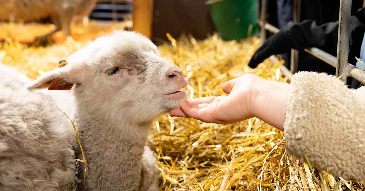 Pääsiäisen söpöimmät otukset nähtiin Haltialan tilalla – Manu, 7, ihmetteli, miksi karitsat kiipeilevät äitiensä päällä