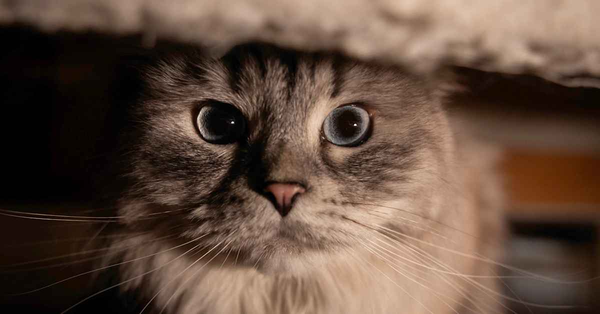 Monday's papers: Finland and Greenland, Helsinki preps, and a costly cat