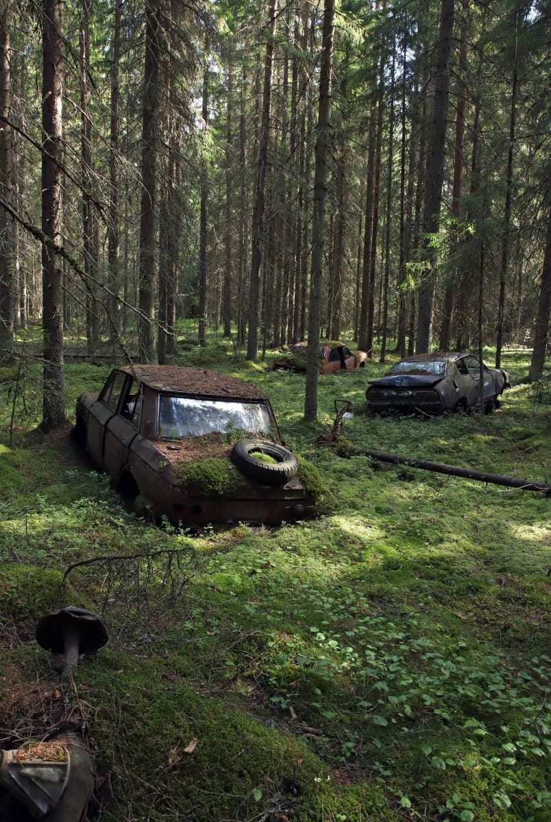 Autonromuja sammaleen alla metsässä.