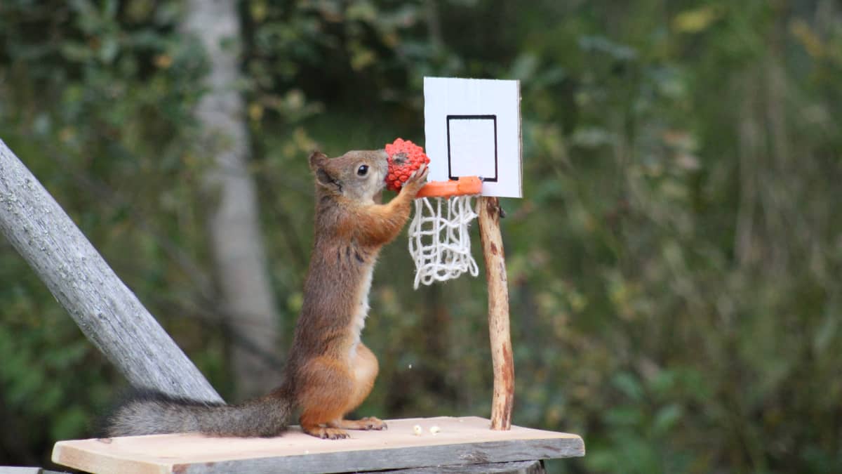 Orava pelaa koripalloa.