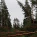 Paula-myrskyn tuhoja Taivalkoskella metsässä