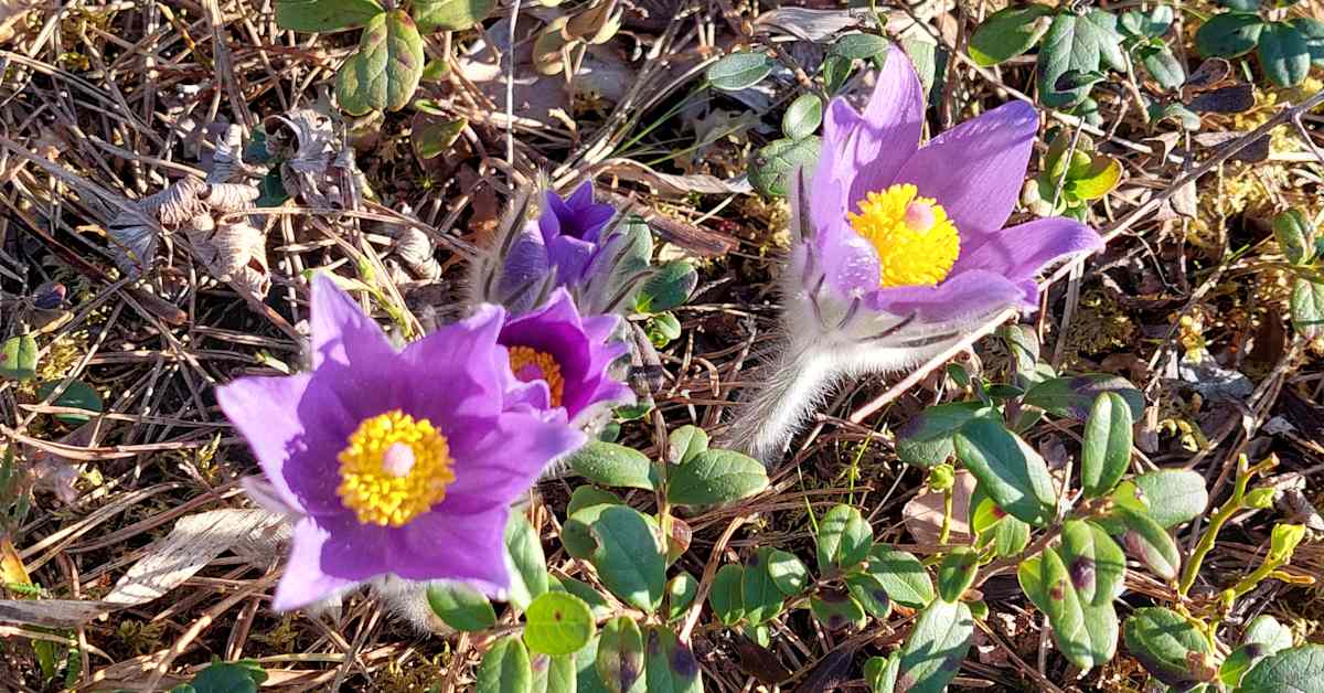 Erittäin uhanalaisia Hämeenkylmänkukia tuhottu Hämeenlinnassa – yhden kukan hinta on 1 493 euroa