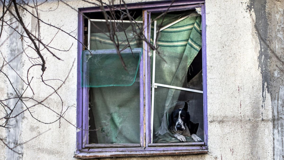 Koira katsoo ulos rikkinäisestä asuintalon ikkunasta.