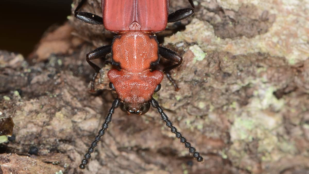 Punainen kovakuoriainen punahärö. Kuoriaisella on pitkät mustat tuntosarvet.