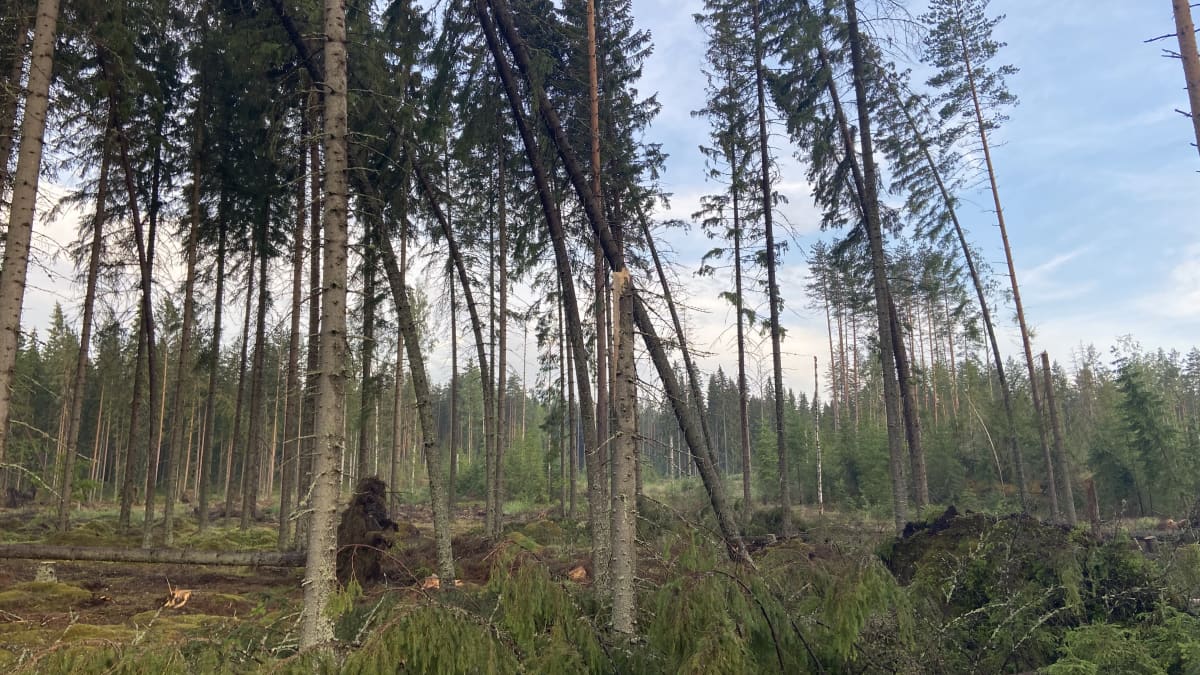 Ukkosrintaman kaatamia ja katkomia puita.