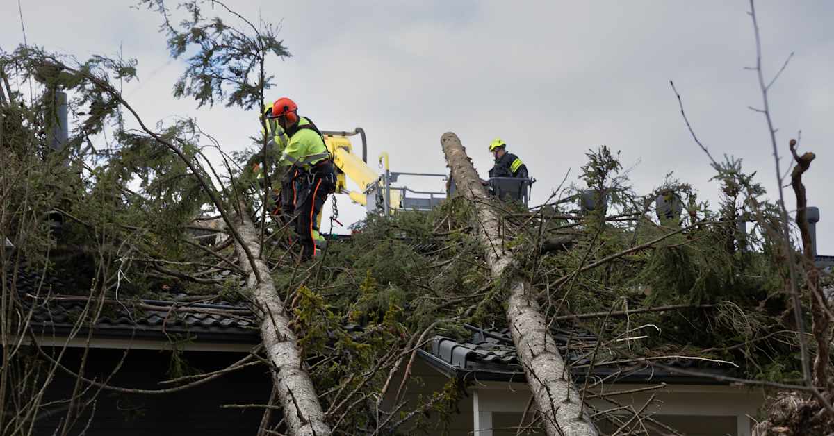 Sähköyhtiöt varautuvat viikonlopun koviin tuuliin, edellisenkin tuhoja jäljellä