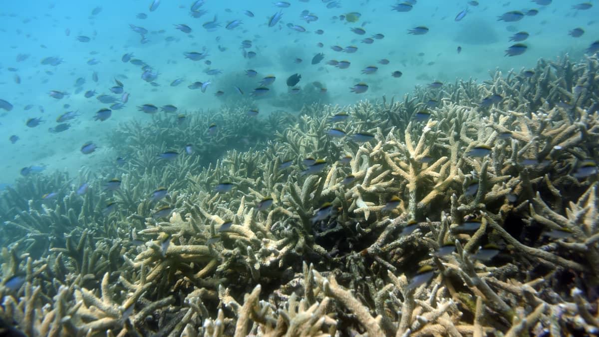 Australian rannikkolla sijaitsevan Ison valliriutan korallit ovat vaalentuneet viime vuosien aikana useita kertoja. Kuva vuodelta 2016. 