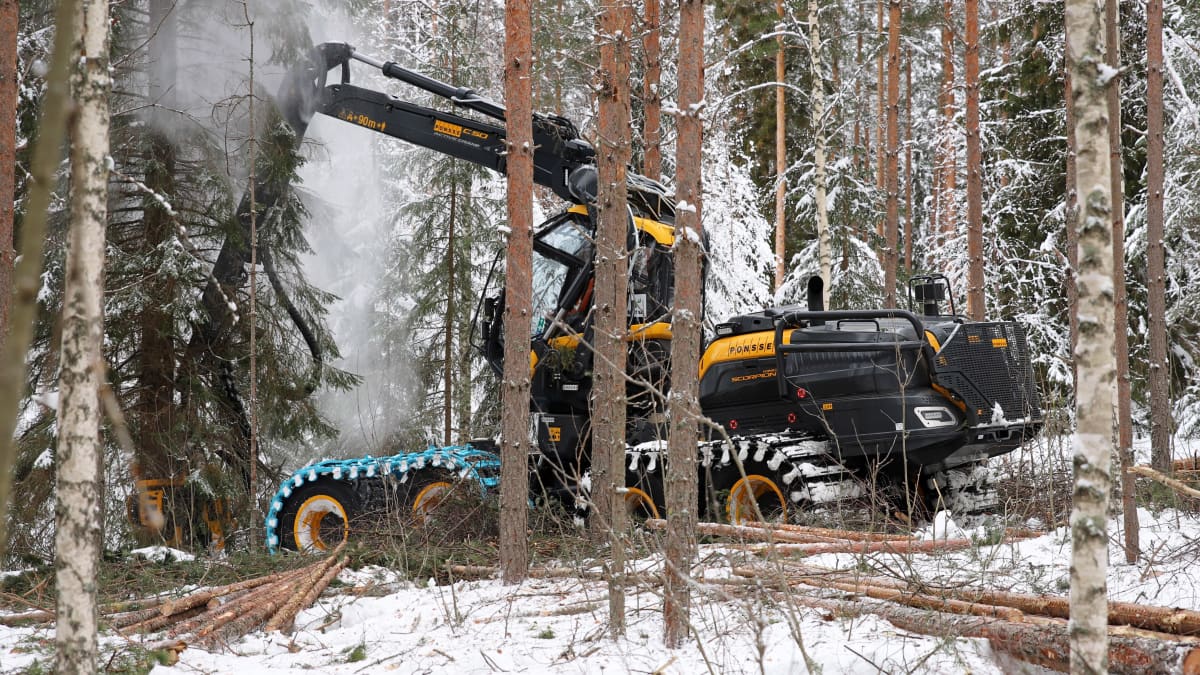 Metsätyökone kaataa puita lumisessa metsässä Kangasniemellä Veljekset Hokkanen Oy:n työmaalla.