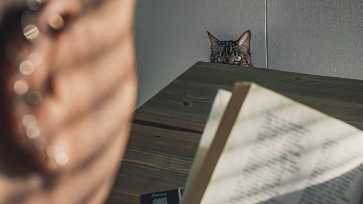 Kissa katsoo kun Marcello Ganassini lukee kirjaa.