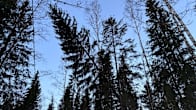 Puoliksi kaatunut kuusi metsässä.