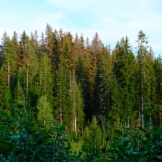 Kirjanpainaja on iskenyt kuusiin ja saanut niiden latvat kuivumaan.