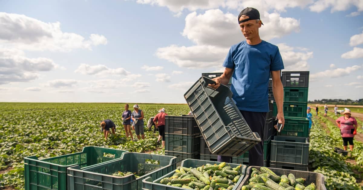 Euroopan vilja-aitta Ukraina ruokkii myös kuivuudesta kärsivää Pohjois-Afrikkaa – sota voisi nostaa jo entuudestaan korkeaa ruoan hintaa