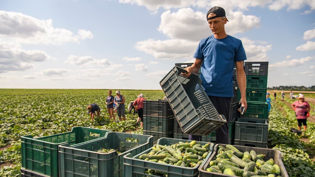 Maataloustöitä tehdään Ukrainassa.