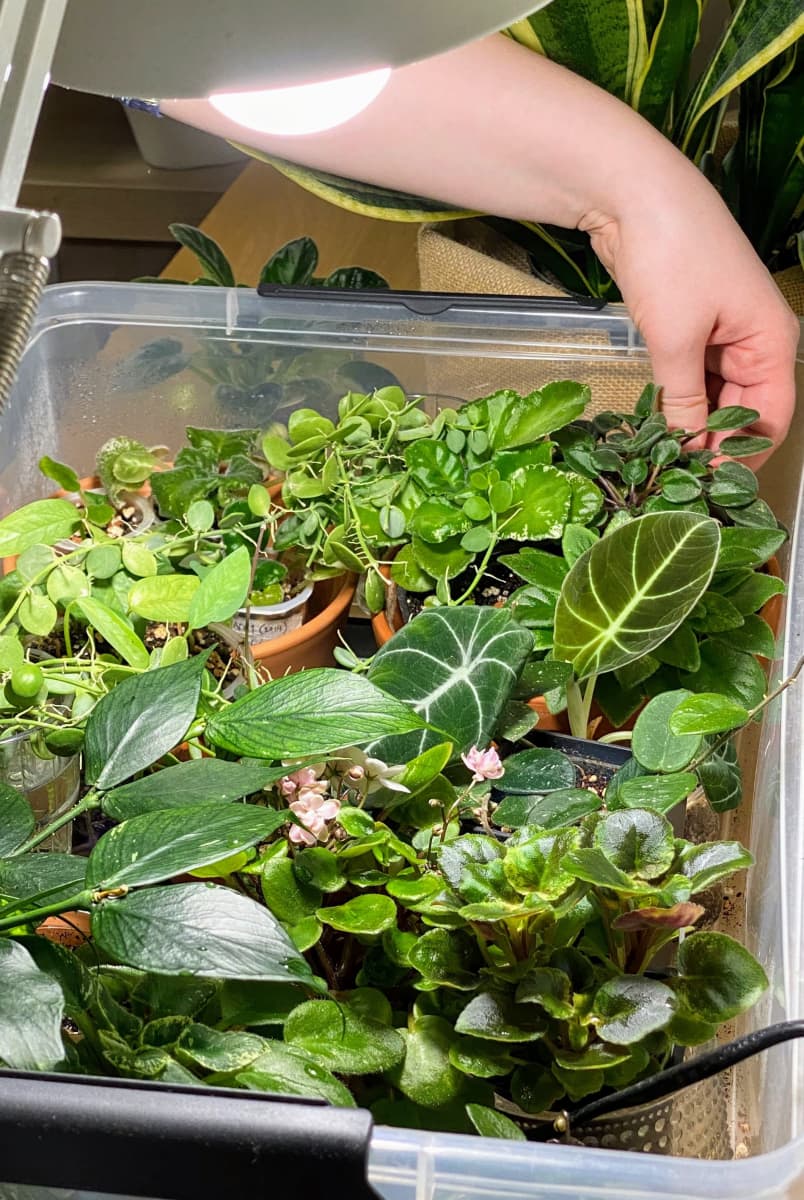 Pieniä kukkia ja viherkasveja muovilaatikkokasvihuoneessa.