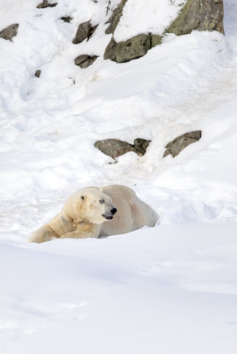 Jääkarhu Nord makaa lumella.