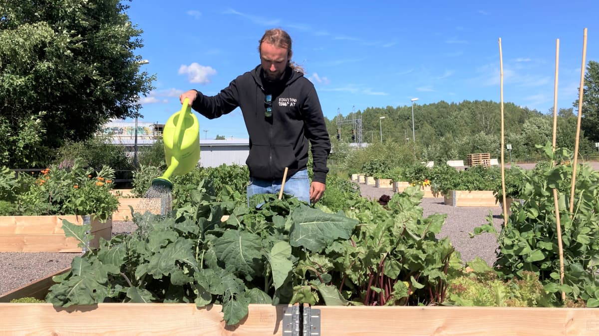 Sauli Rantanen Kera-kollektiivinen kaupunkiviljelmällä