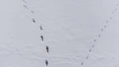 Ihmisen ja eläimen jäljet lumessa merijäällä Vanhankapunginselällä.