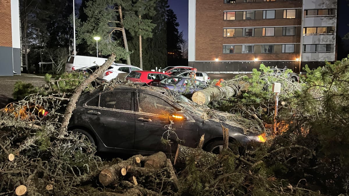 Autojen päälle kaatuneita puita kerrostalon parkkipaikalla.