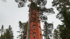 Punaiseksi maalattu näkötorni metsässä.